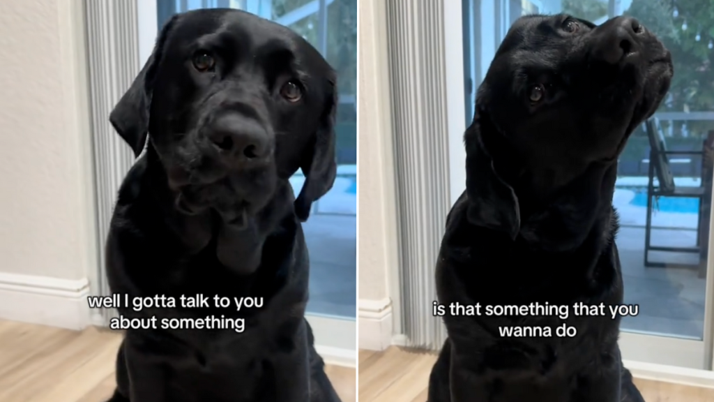 viral dog video