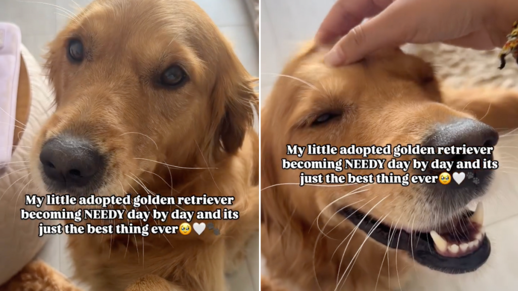 adopted dog needy video