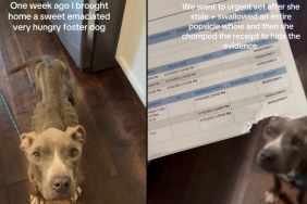 foster dog video