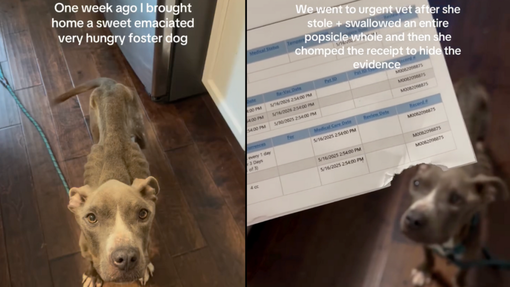 foster dog video