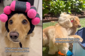 dogs slay video