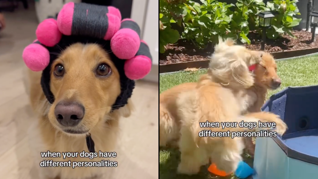 dogs slay video