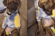 dog foot video