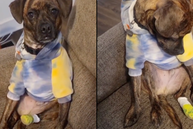 dog foot video
