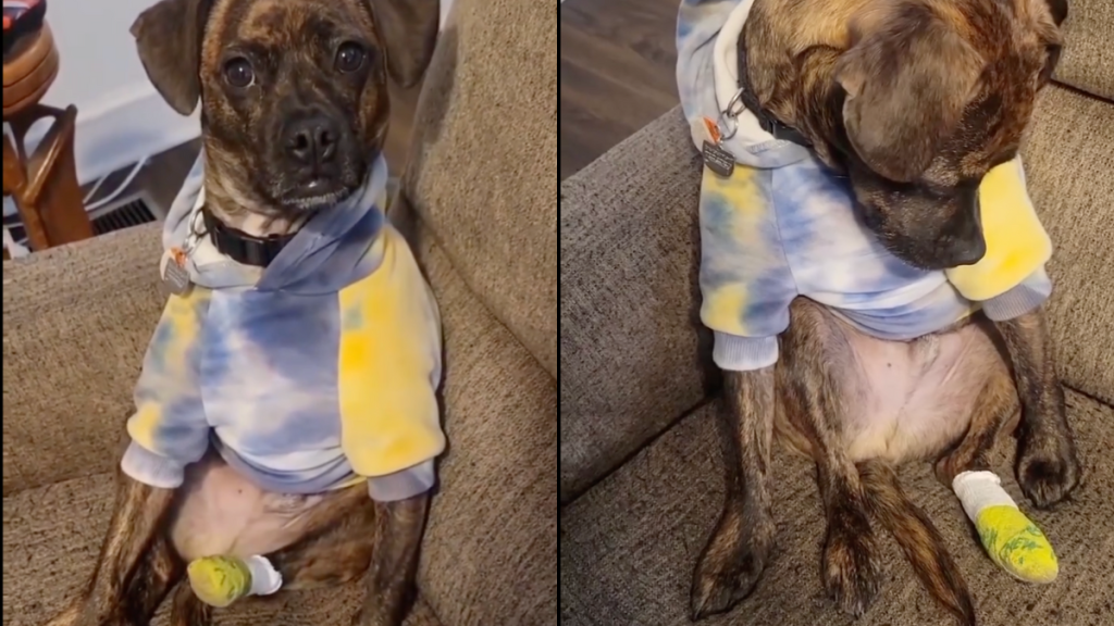 dog foot video