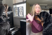 Rottweiler supervise dog owner