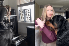 Rottweiler supervise dog owner