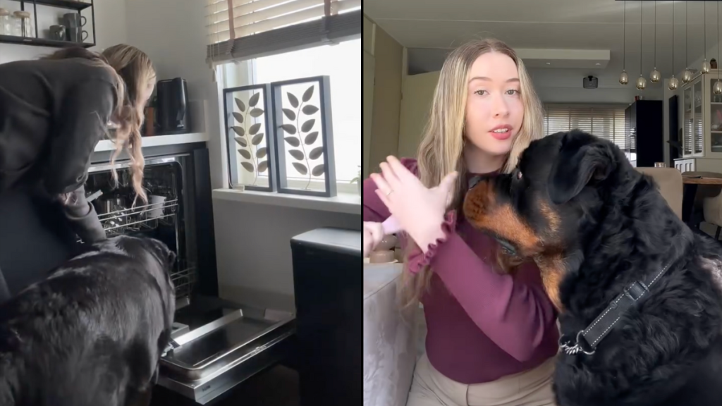 Rottweiler supervise dog owner