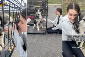 dog adoption video