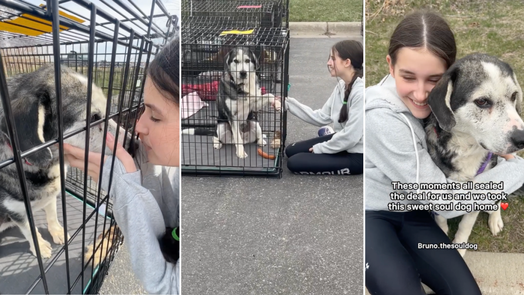 dog adoption video