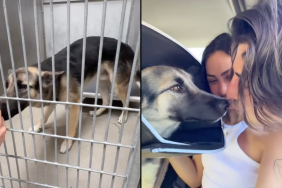 dog adoption video