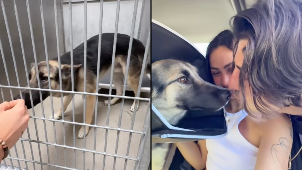 dog adoption video