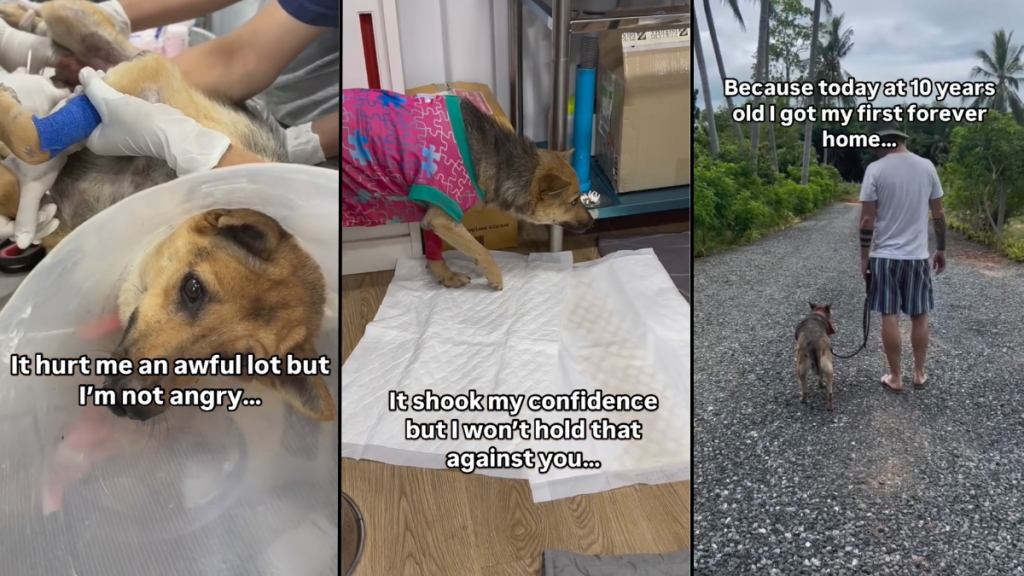 dog recovery video