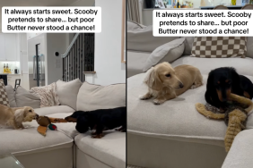dog sibling video