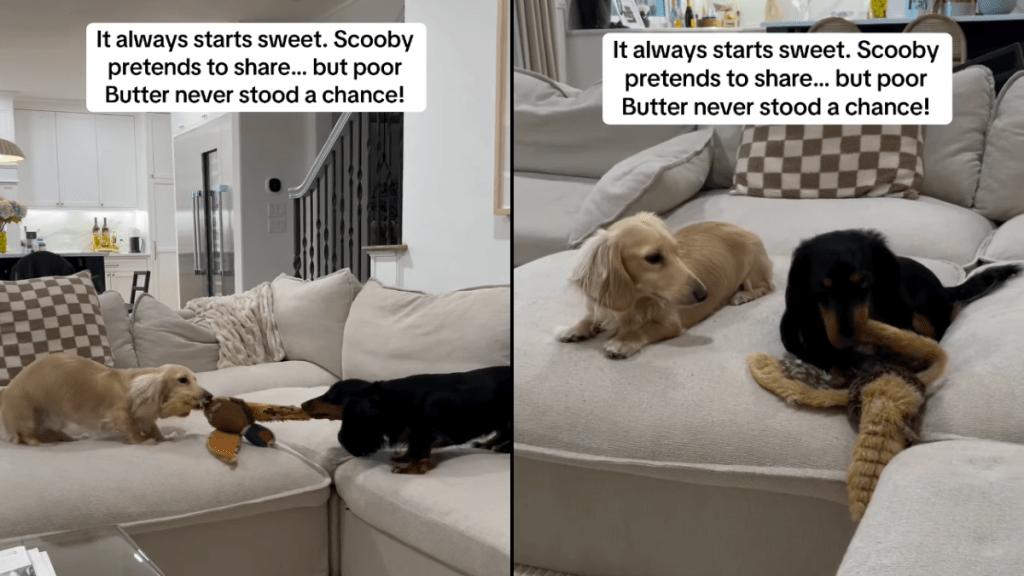 dog sibling video
