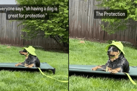 dog protection video