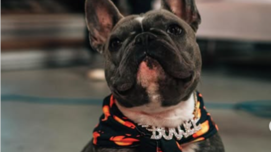 JuJu Smith-Schuster's Dog Boujee