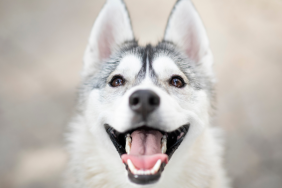 How Many Teeth Do Dogs Have