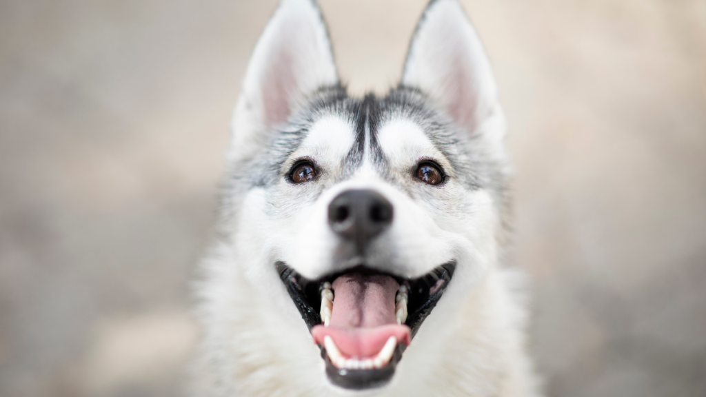 How Many Teeth Do Dogs Have