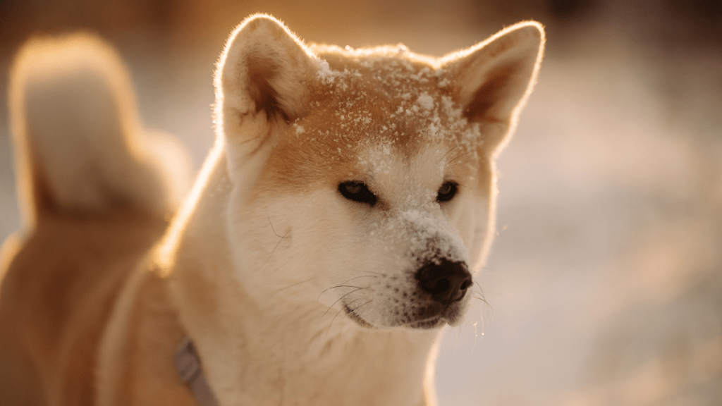 Hachi dog breed