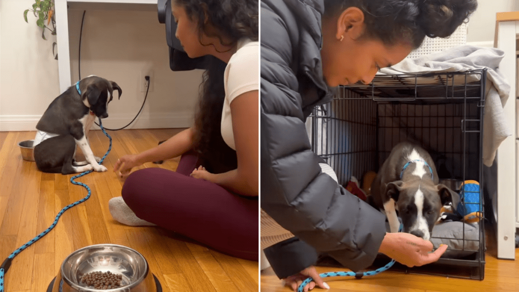 foster dog rescue video
