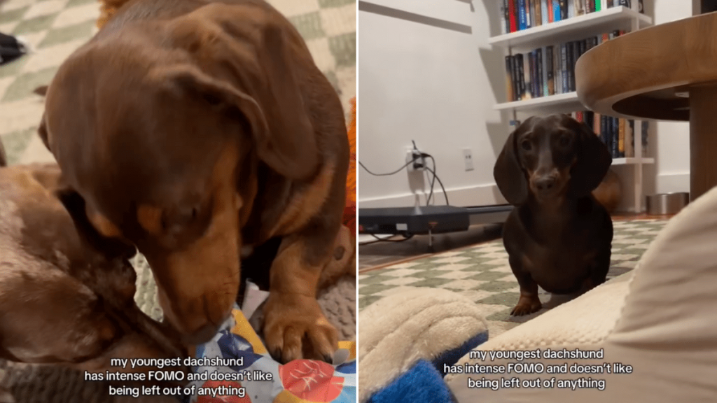dog unwrap present