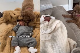 dog baby video