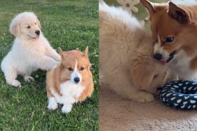 dog boundaries sibling
