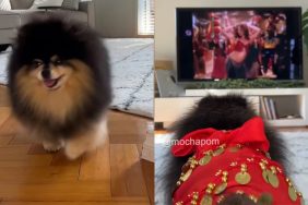 dog Shakira dance video