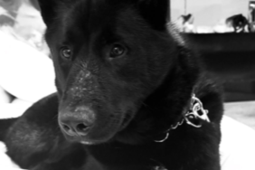 Gavin Rossdale's Dog Kaya