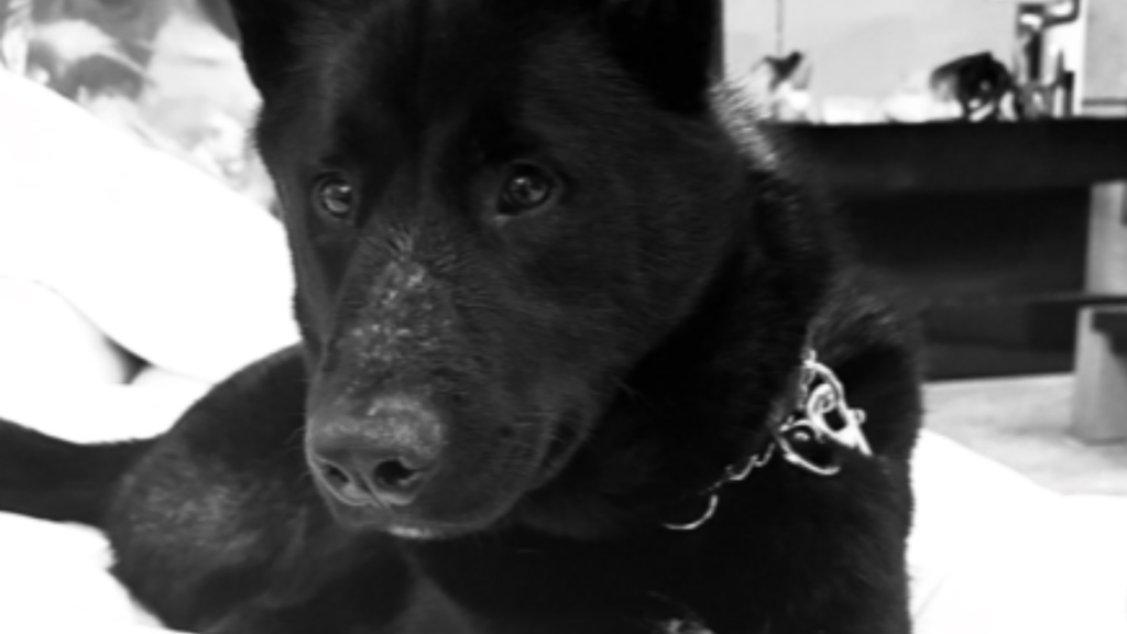 Gavin Rossdale's Dog Kaya