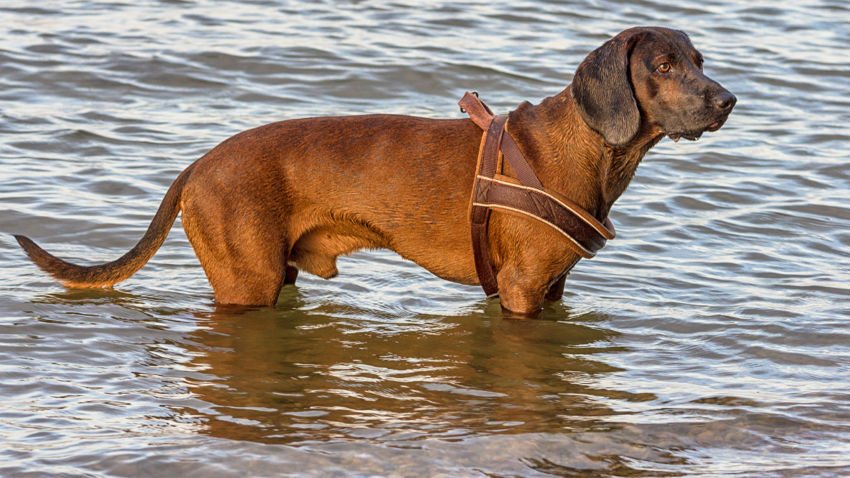 What Breed is the Dog From Where the Red Fern Grows? - DogTime