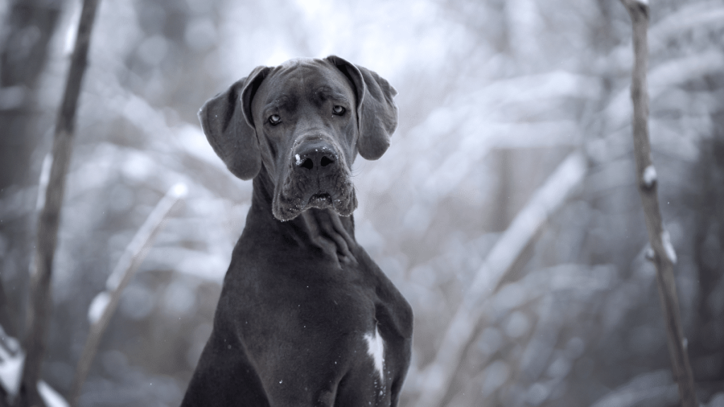 What Breed of Dog is Marmaduke