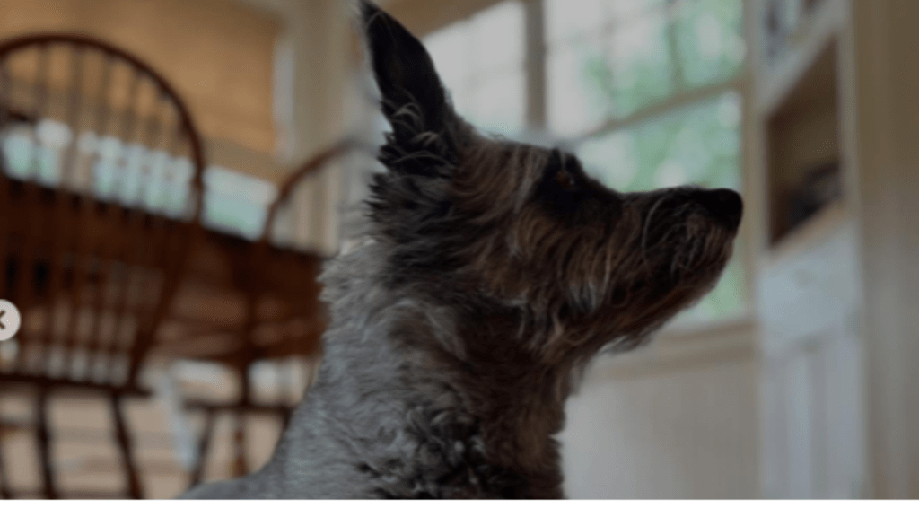 Lin-Manuel Miranda's Dog Tobillo