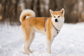 Hachi dog breed