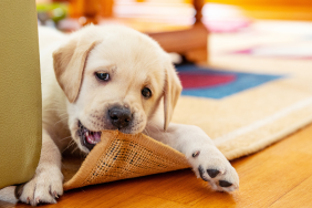 Cobbing in Dogs