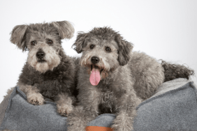 Rarest dog breeds