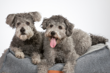 Rarest dog breeds