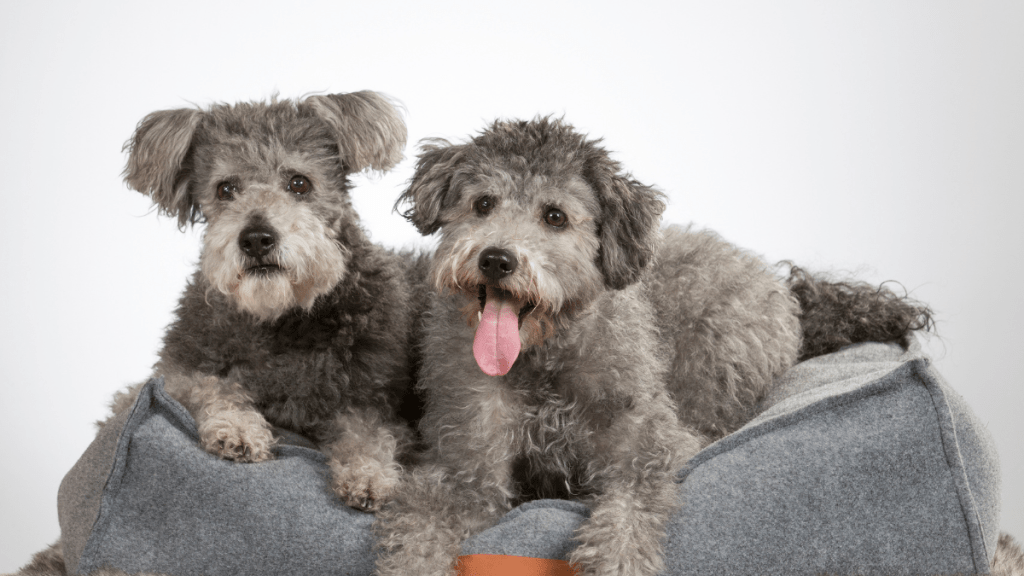Rarest dog breeds