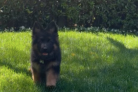 Sydney Sweeney's Dog Sully Bear