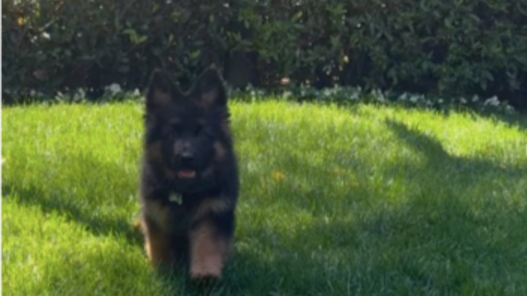 Sydney Sweeney's Dog Sully Bear