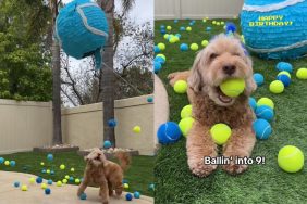 dog birthday video