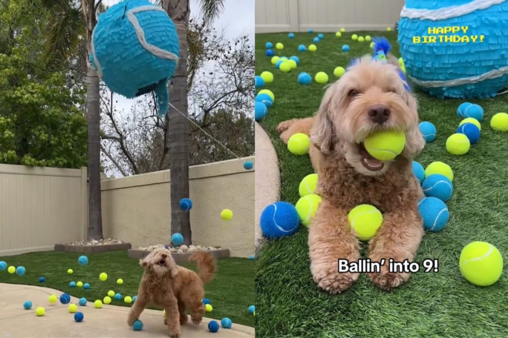 dog birthday video