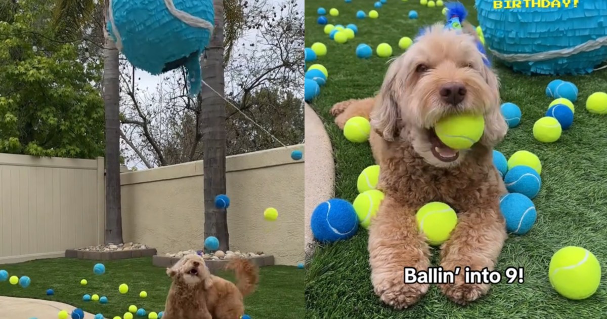 Video 'Ball Obsessed Dog' Gets the Best Surprise for His Birthday