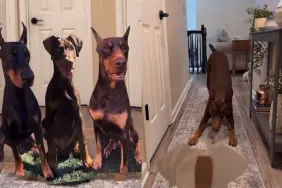 Video of dog’s reaction to lifesize poster.