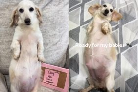 pregnant dog video