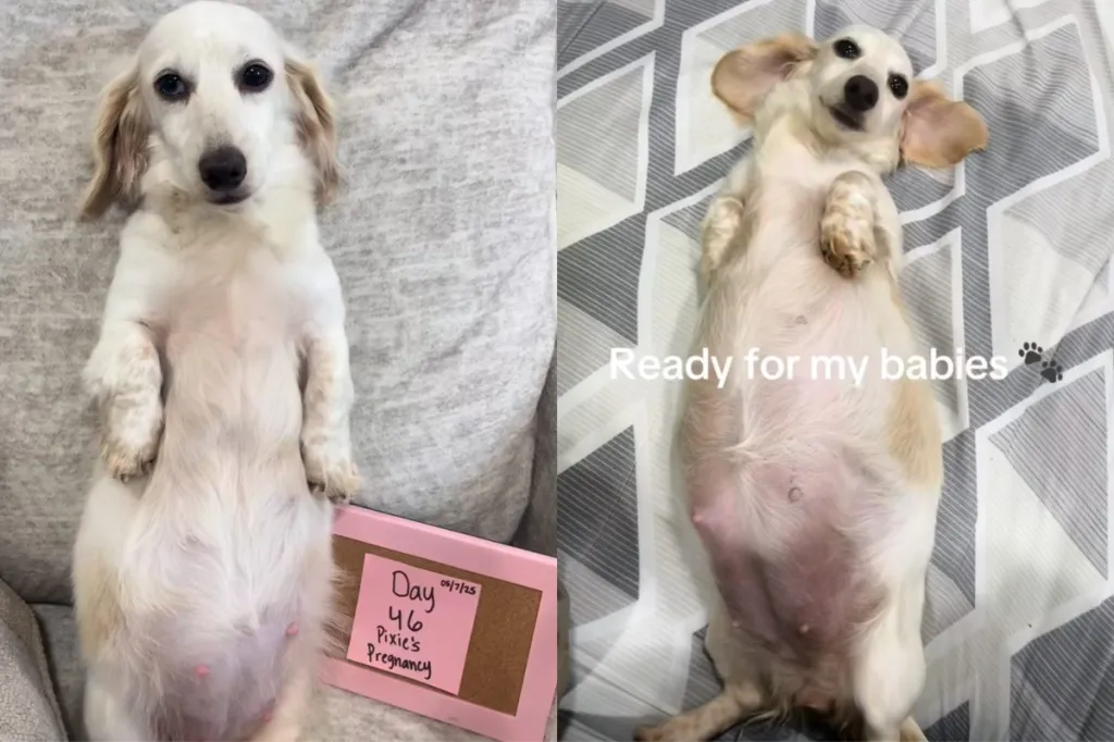 pregnant dog video