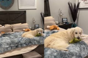 dog stuffed toy owner