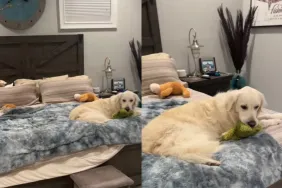 dog stuffed toy owner