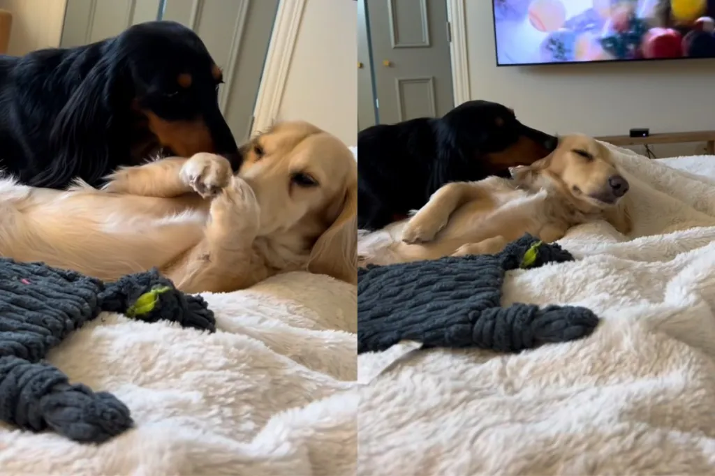 dog obsessed sibling video